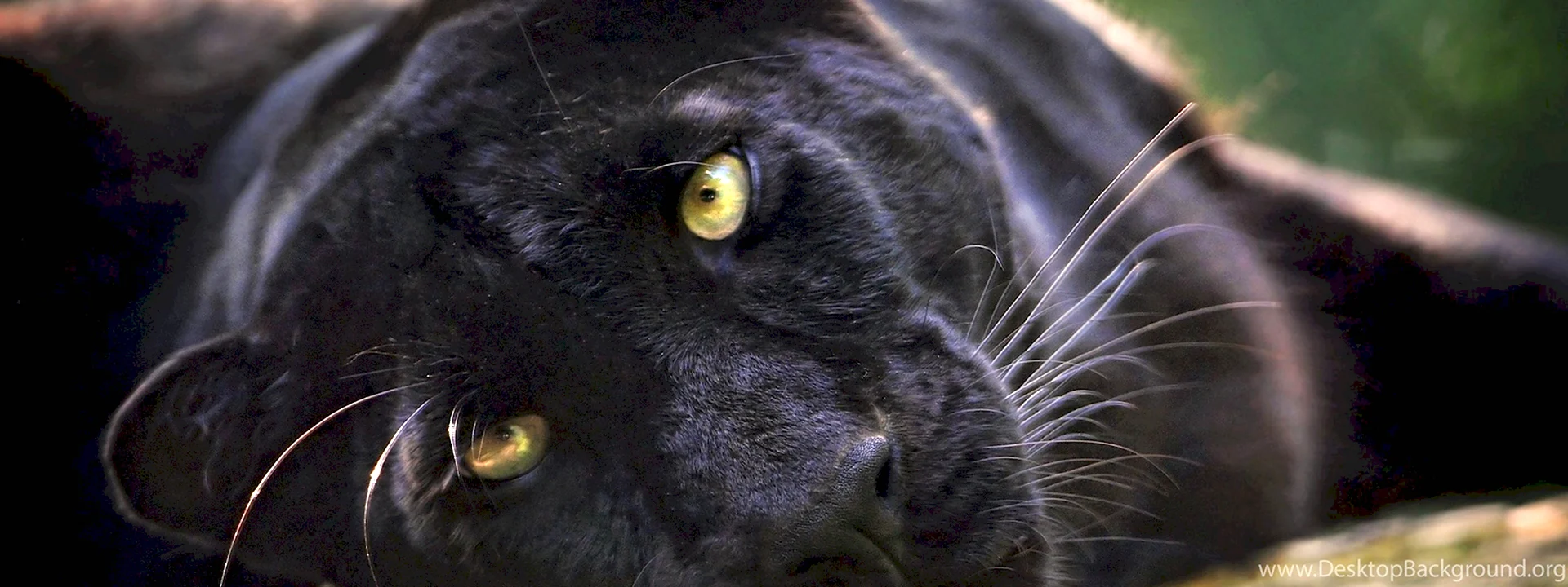 Пантера с зелеными глазами на черном фоне