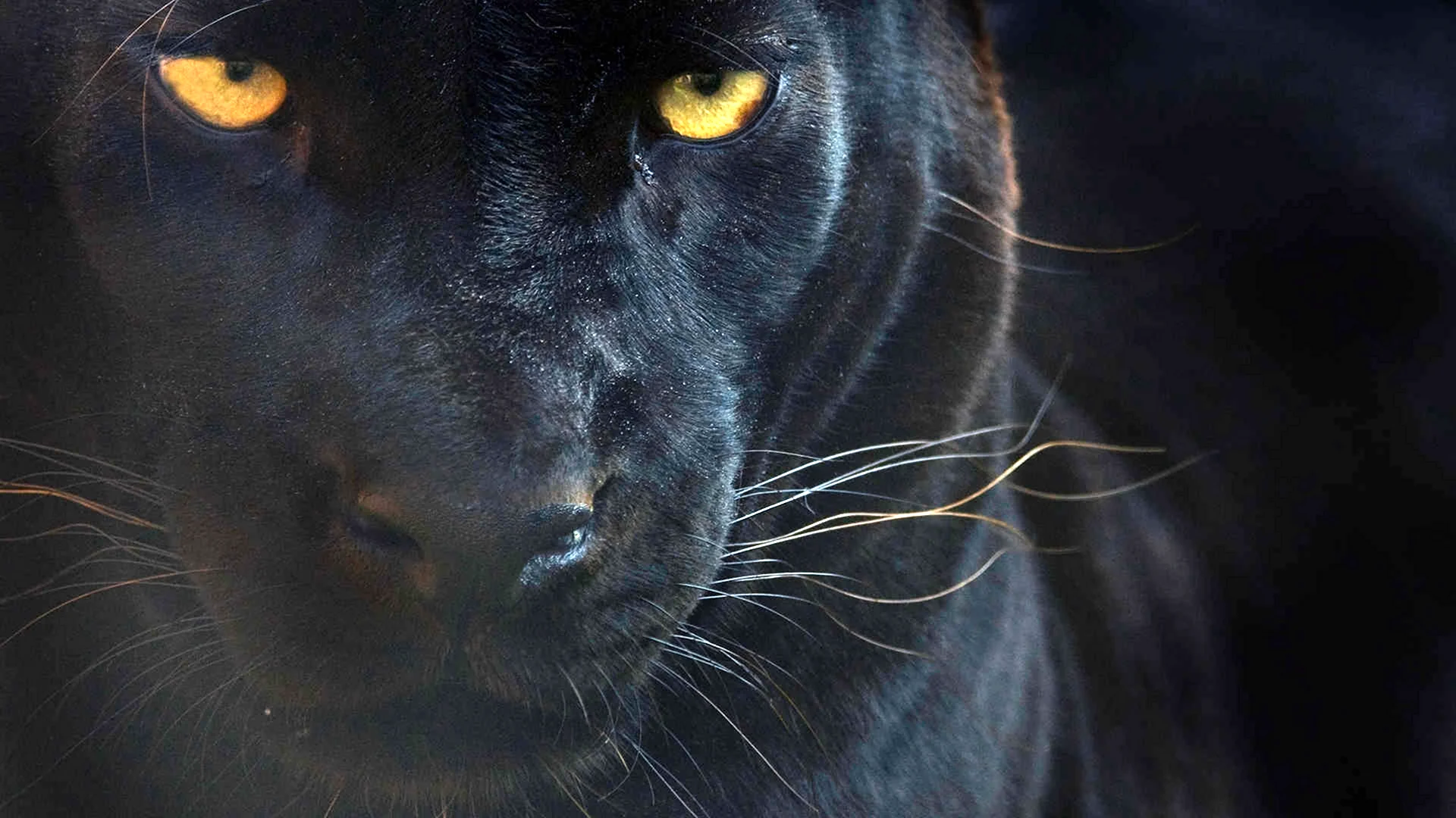 Пантера Шварцера» 2014 черная пантера