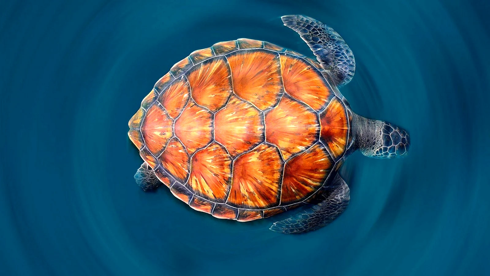 Панцирь морской черепахи