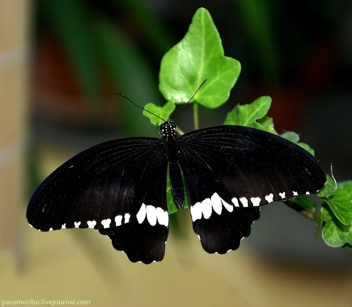 Papilio Polytes бабочка