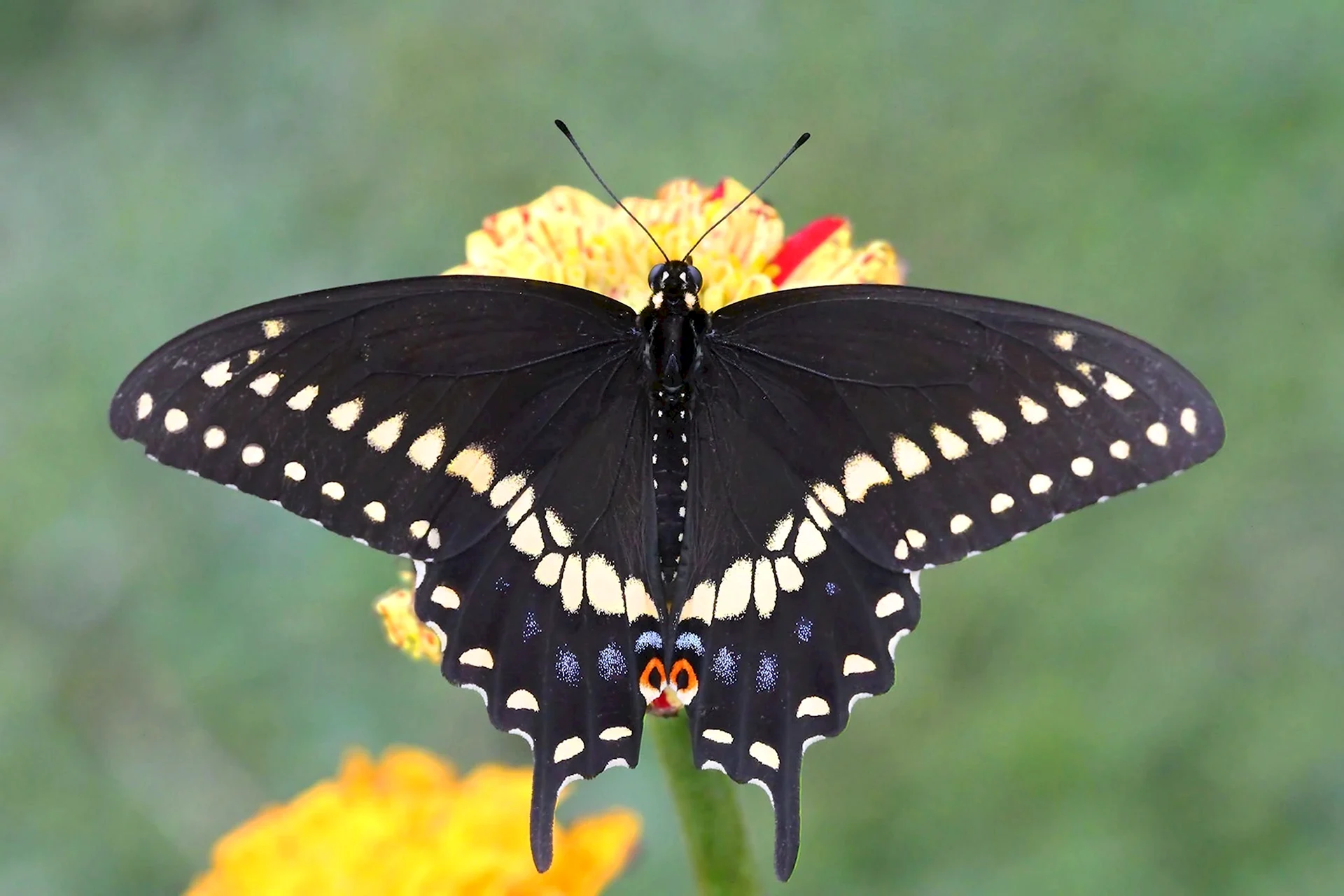 Papilio Polyxenes