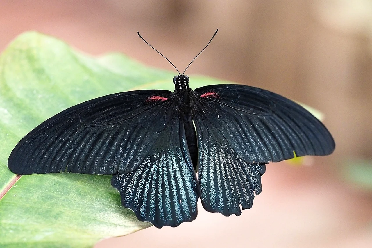 Papilio Protenor