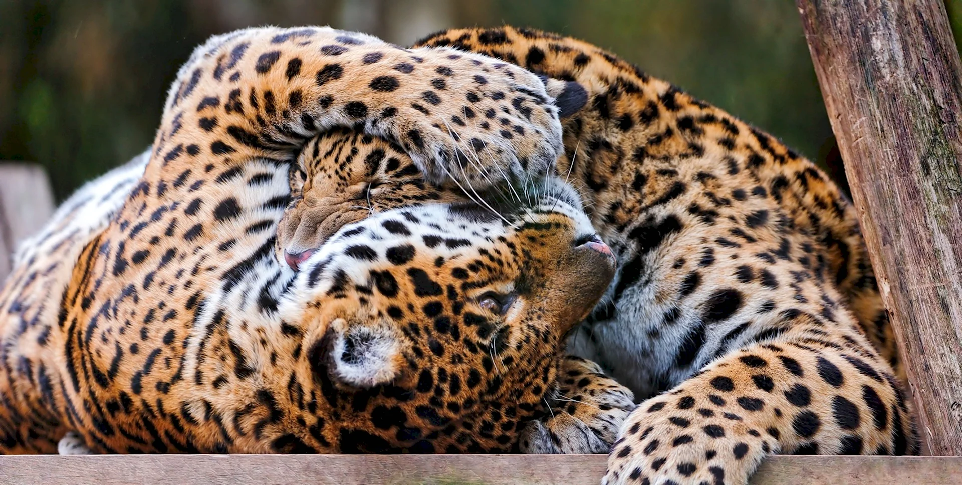 Пара леопардов