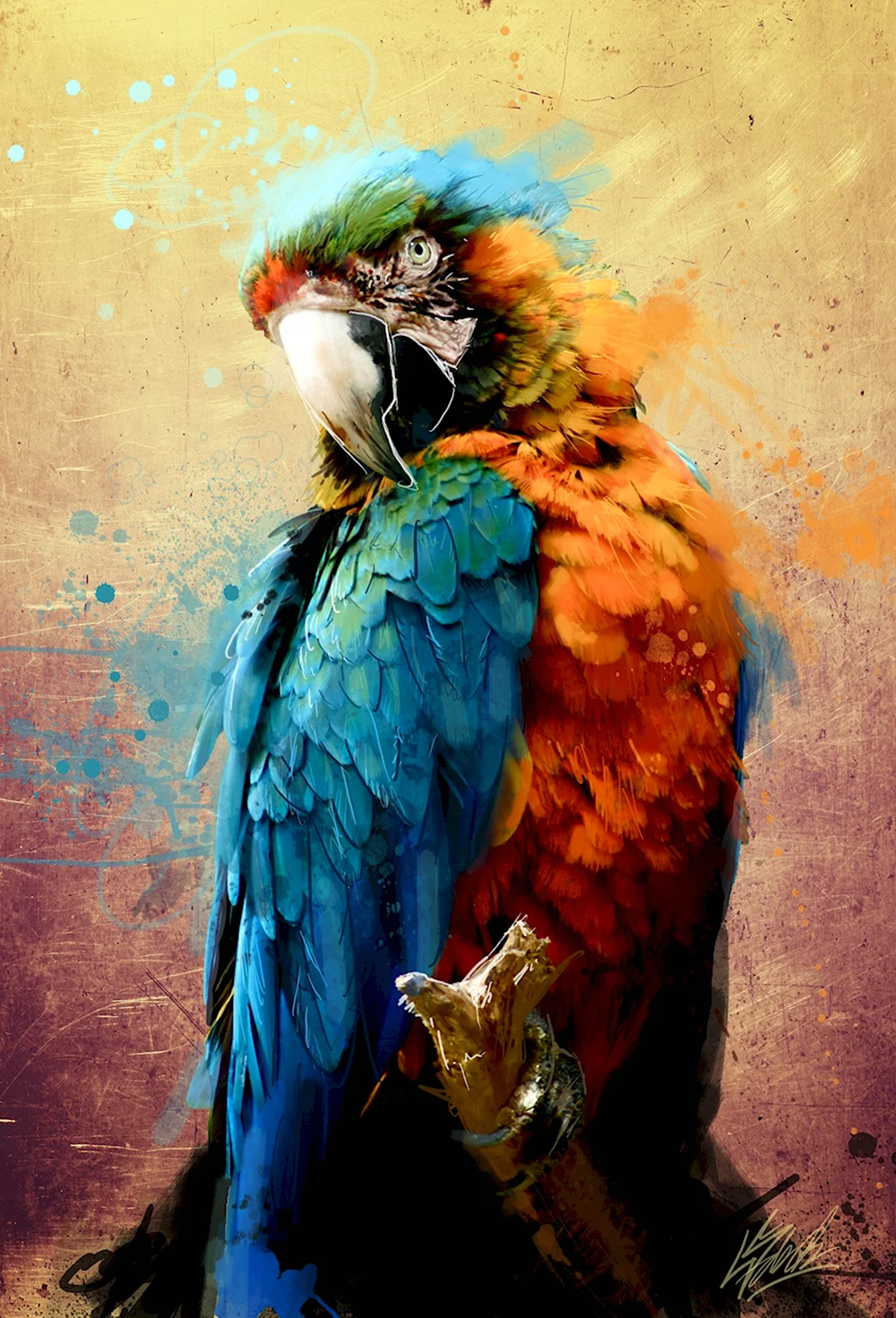 Parrotlet попугай
