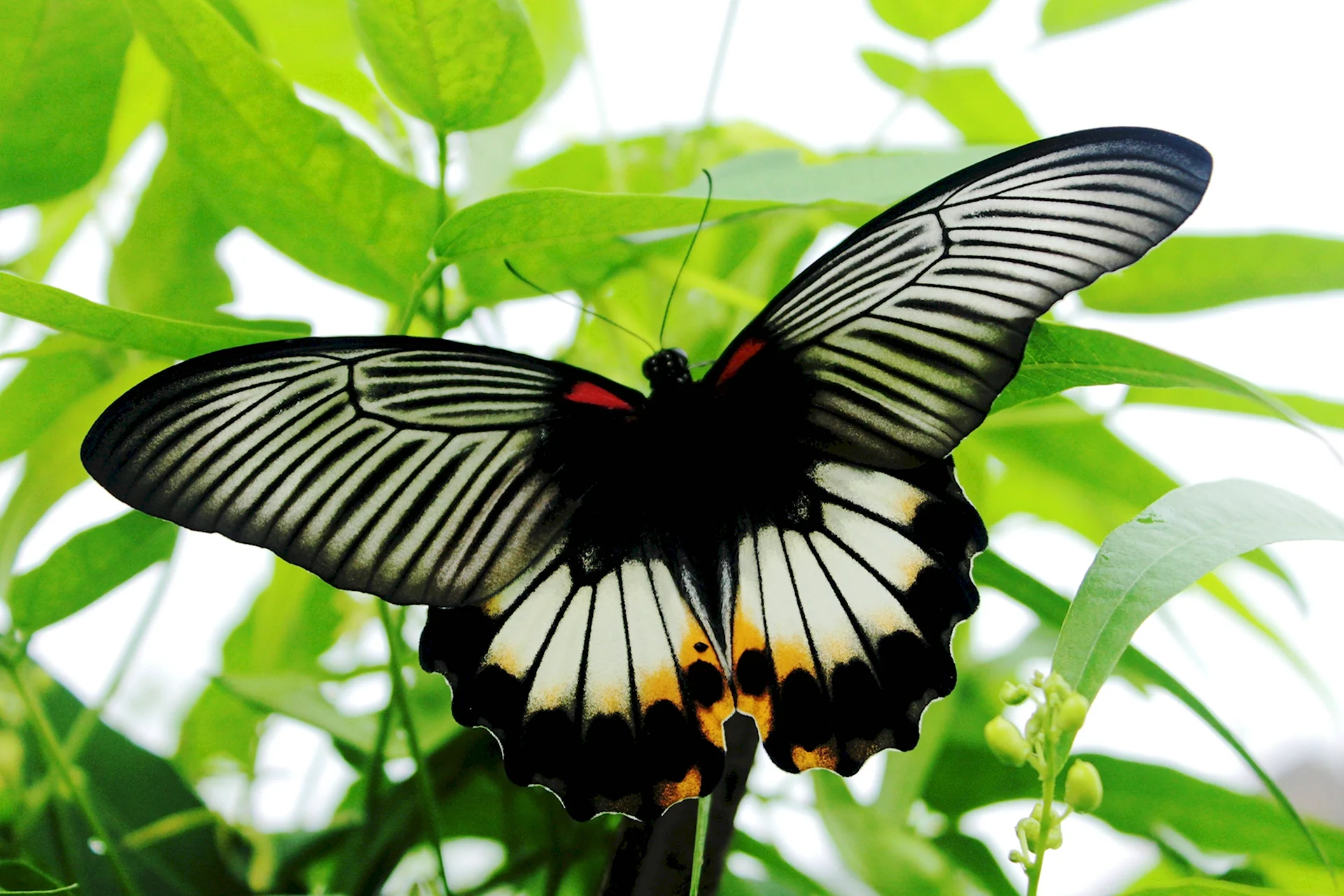Парусник Монарх бабочка