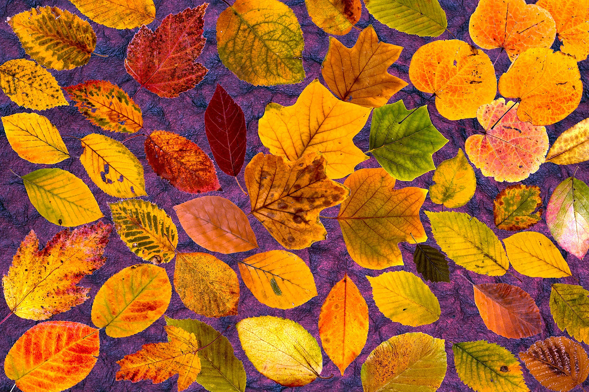Паттерн листья осень