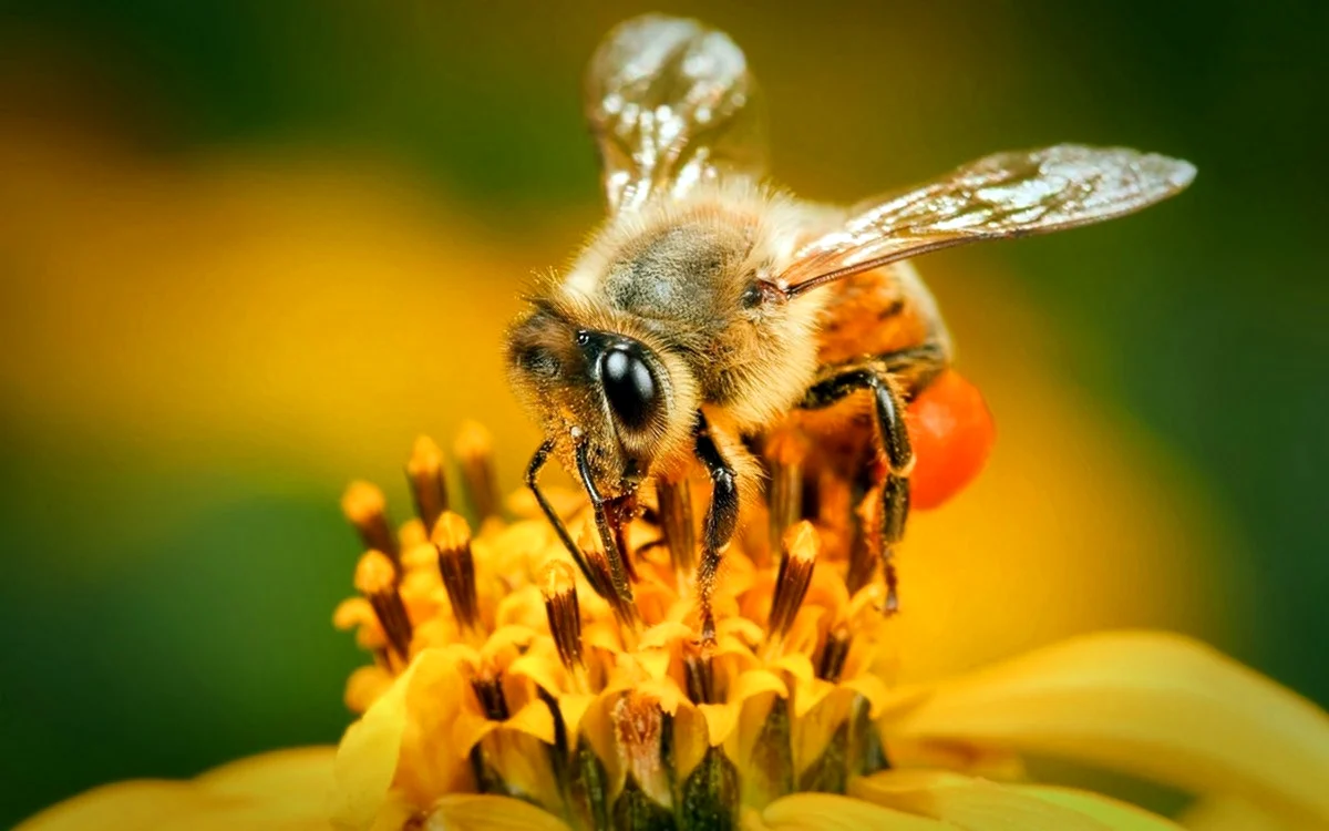 Пчела Anthophila