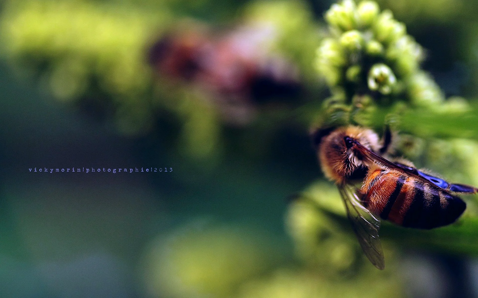 Пчела биология