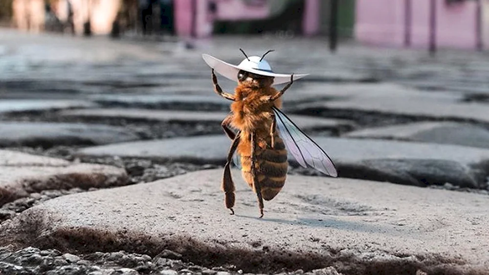 Пчела инфлюенсер