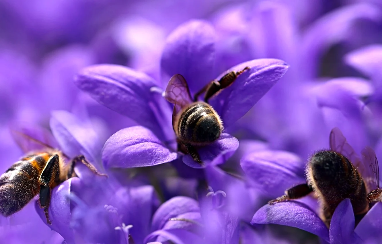 Пчела на цветке макро
