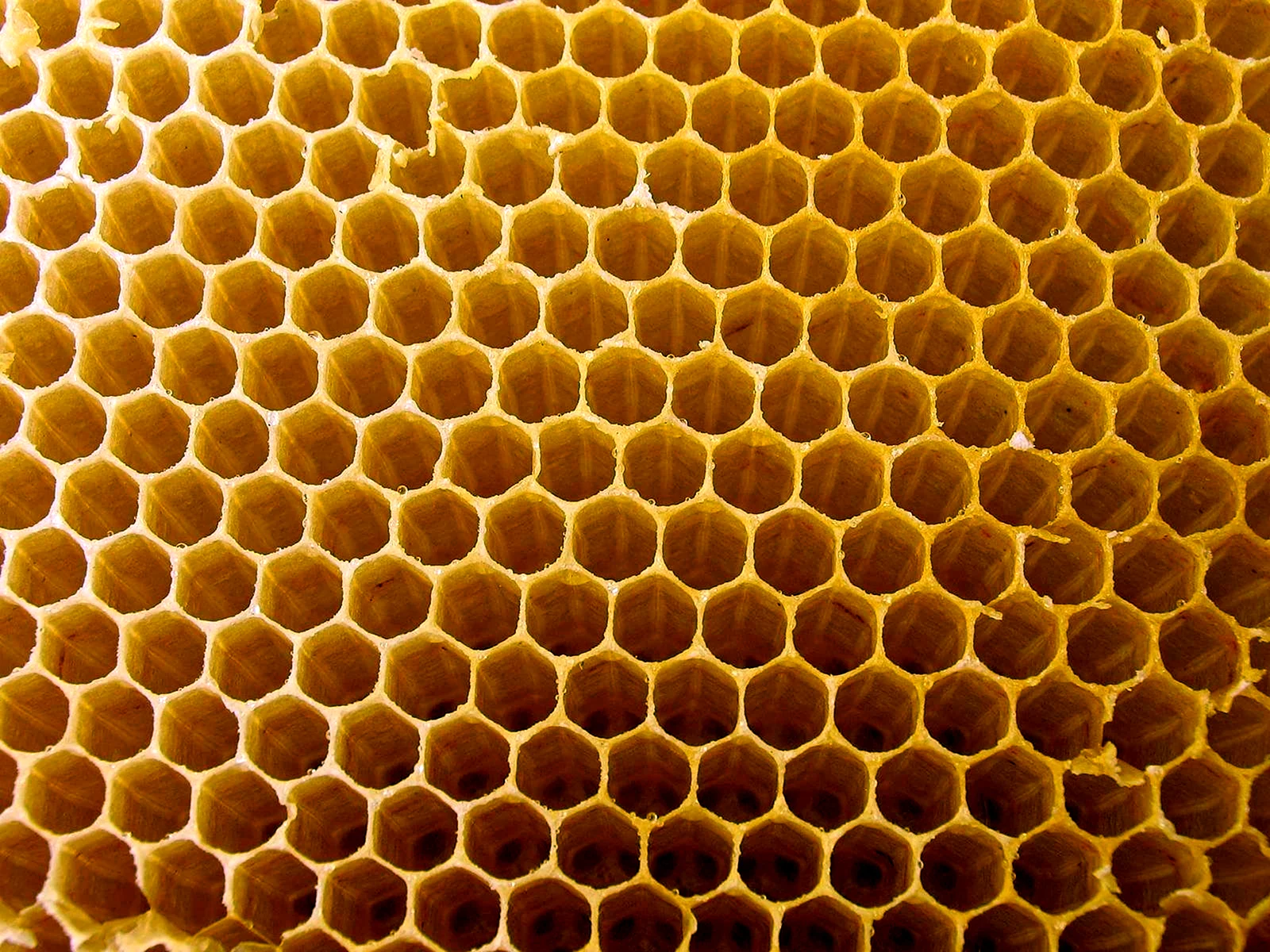 Пчелиная сота