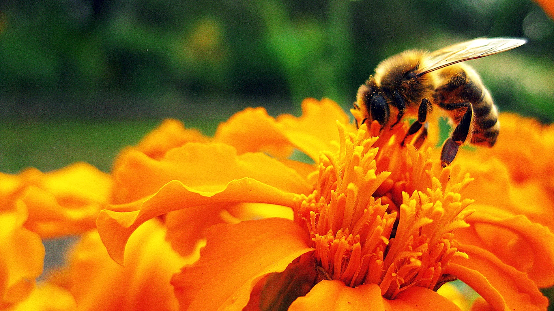 Пчёлка опыляет цветы