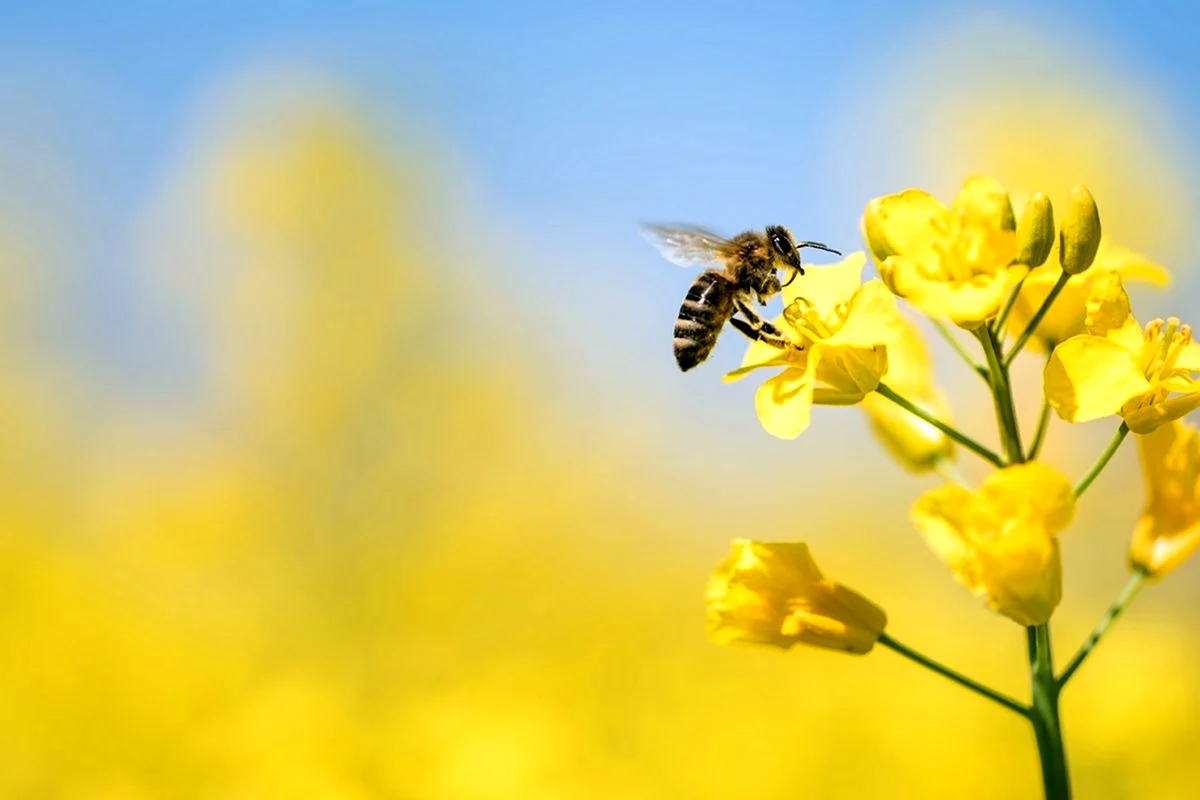 Пчелы в природе