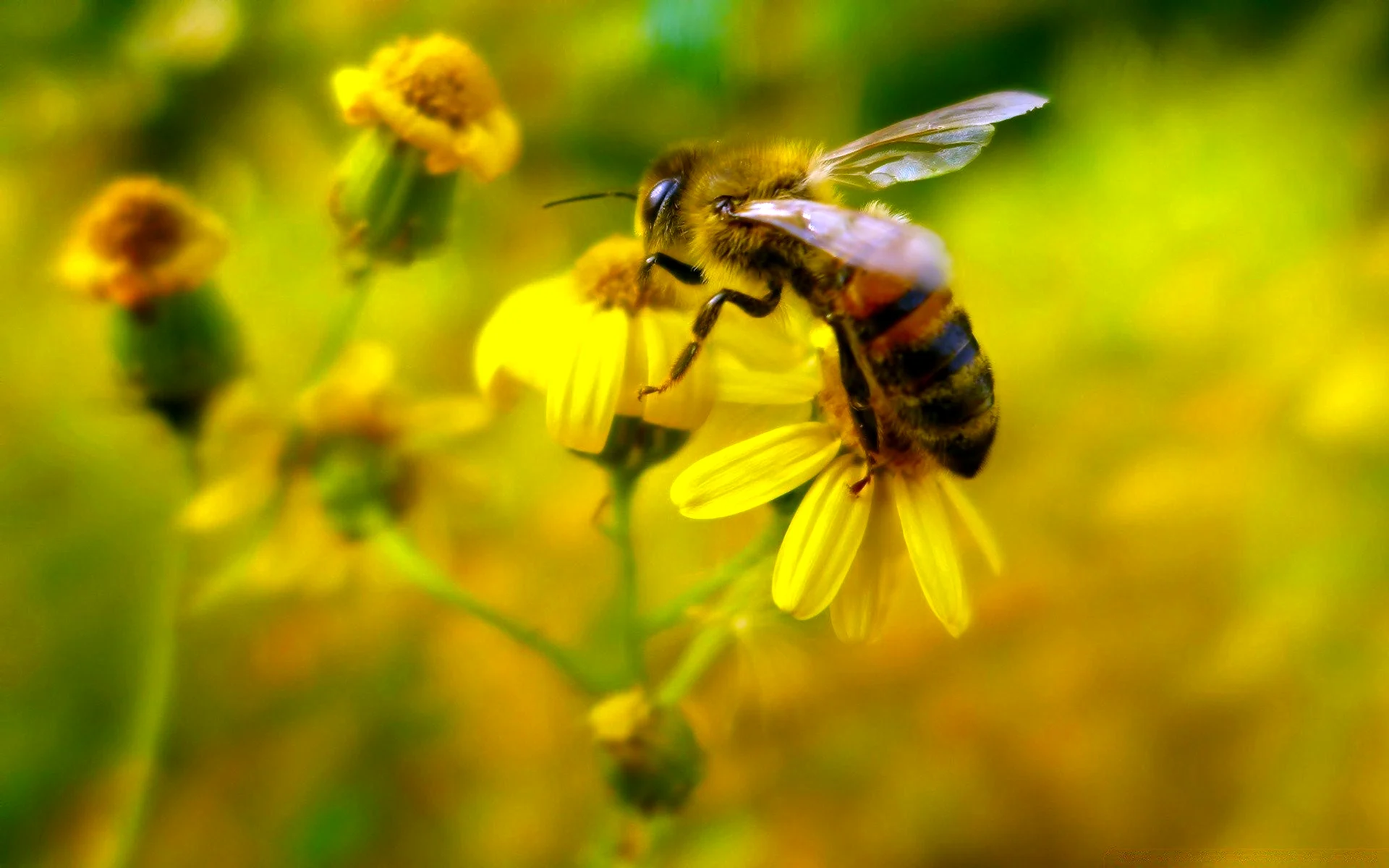 Пчелы в природе