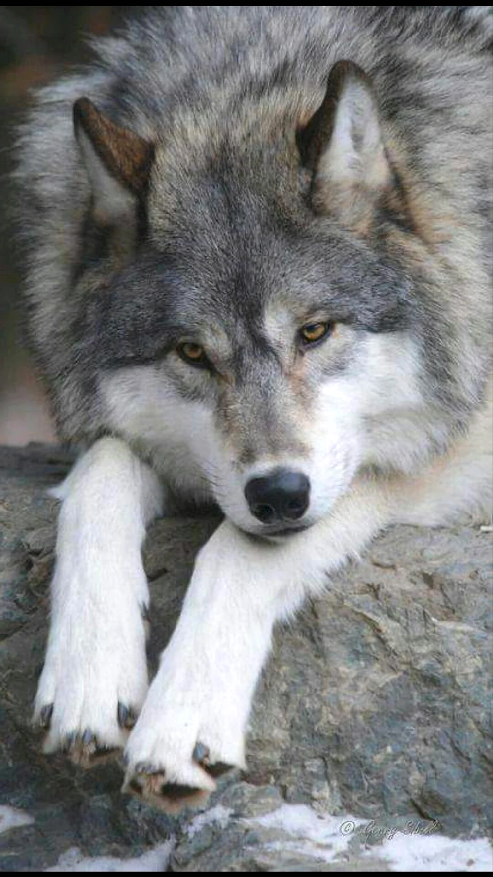 Печальный волк