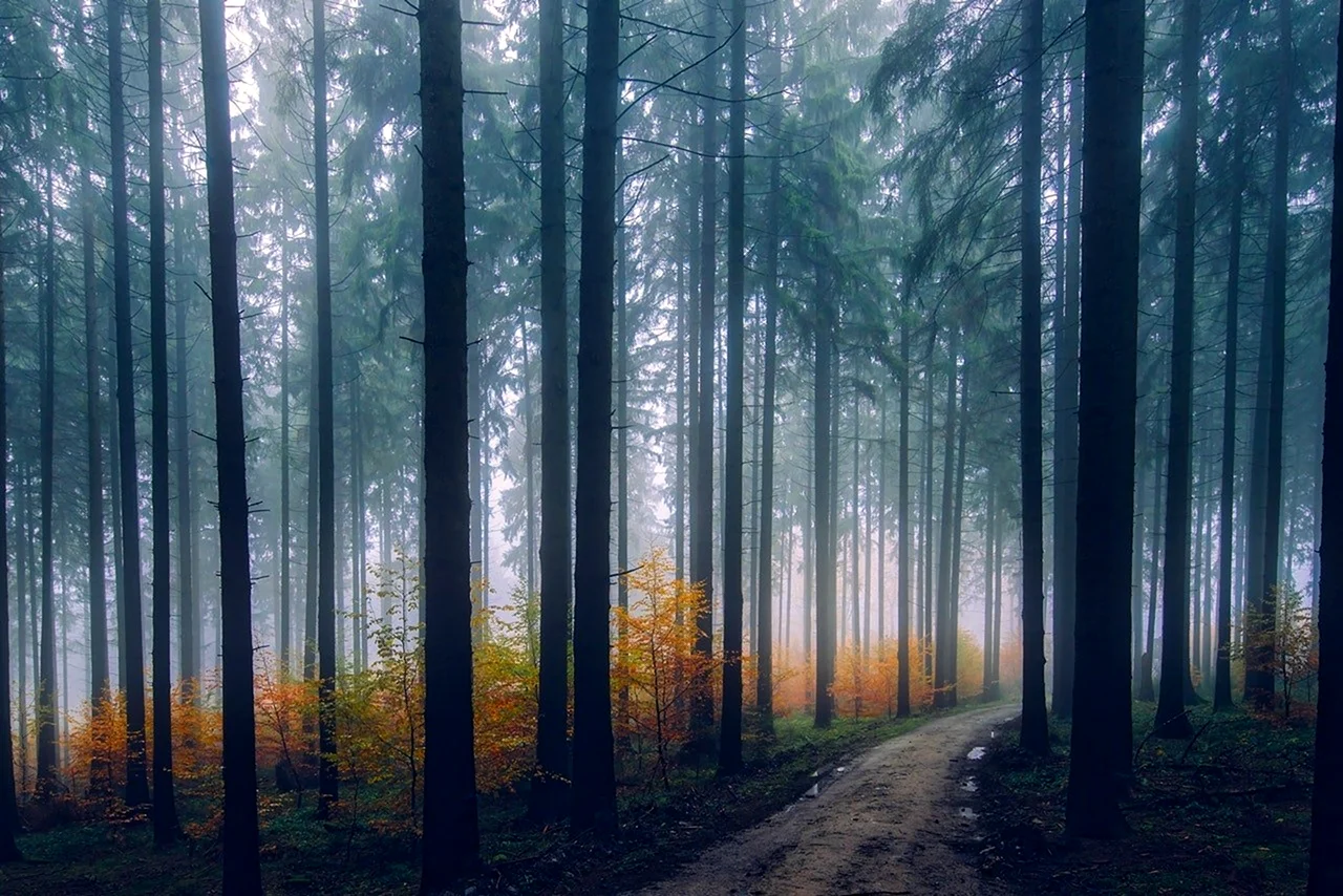 Пейзаж лес