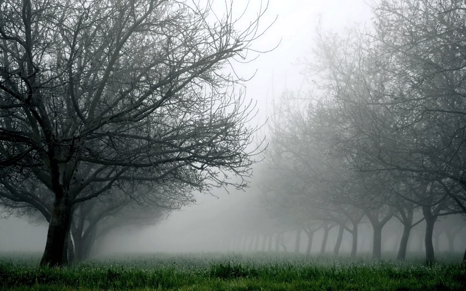 Пейзаж в тумане Ангелопулос