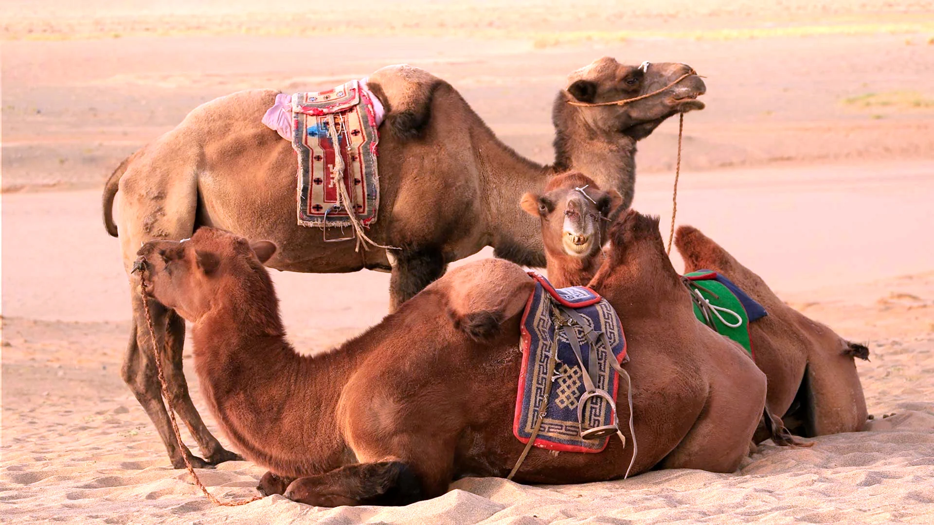 People and Camels rest