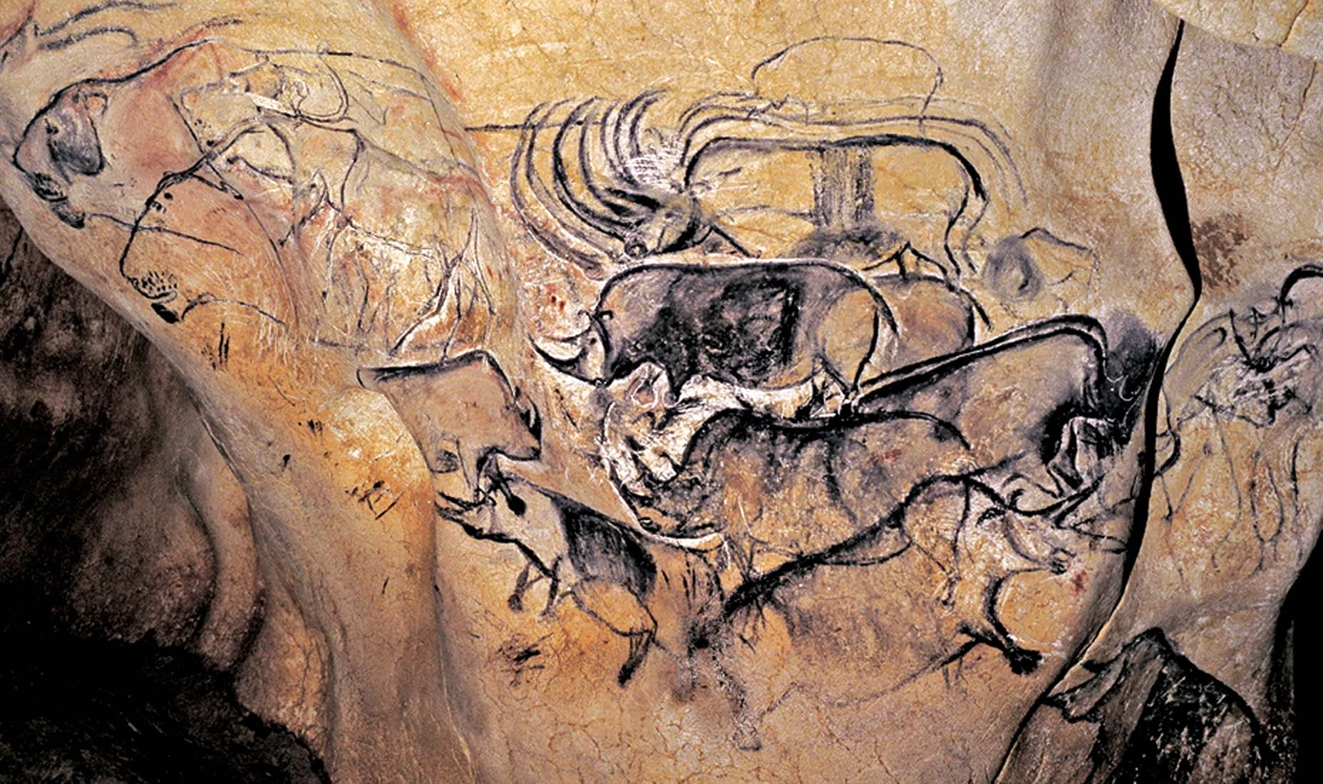 Пещера Шове тарпаны
