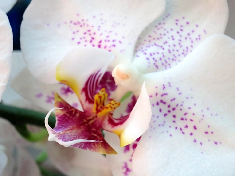 Phalaenopsis Radiance