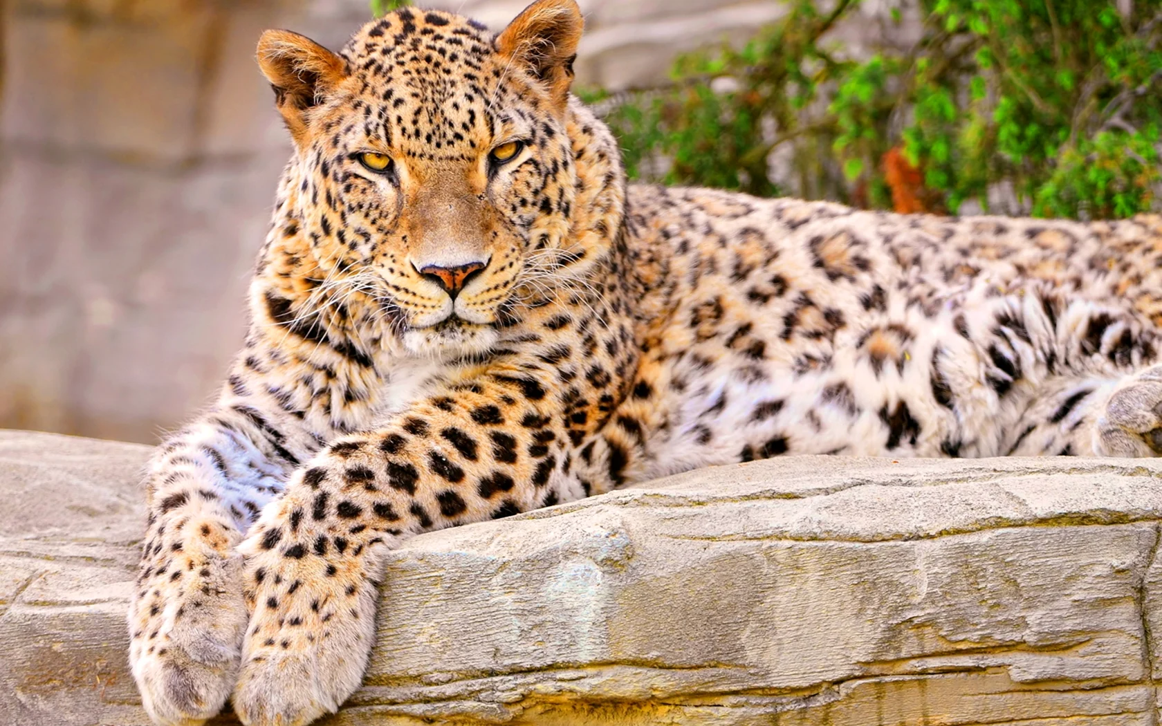 Пятнистый леопард