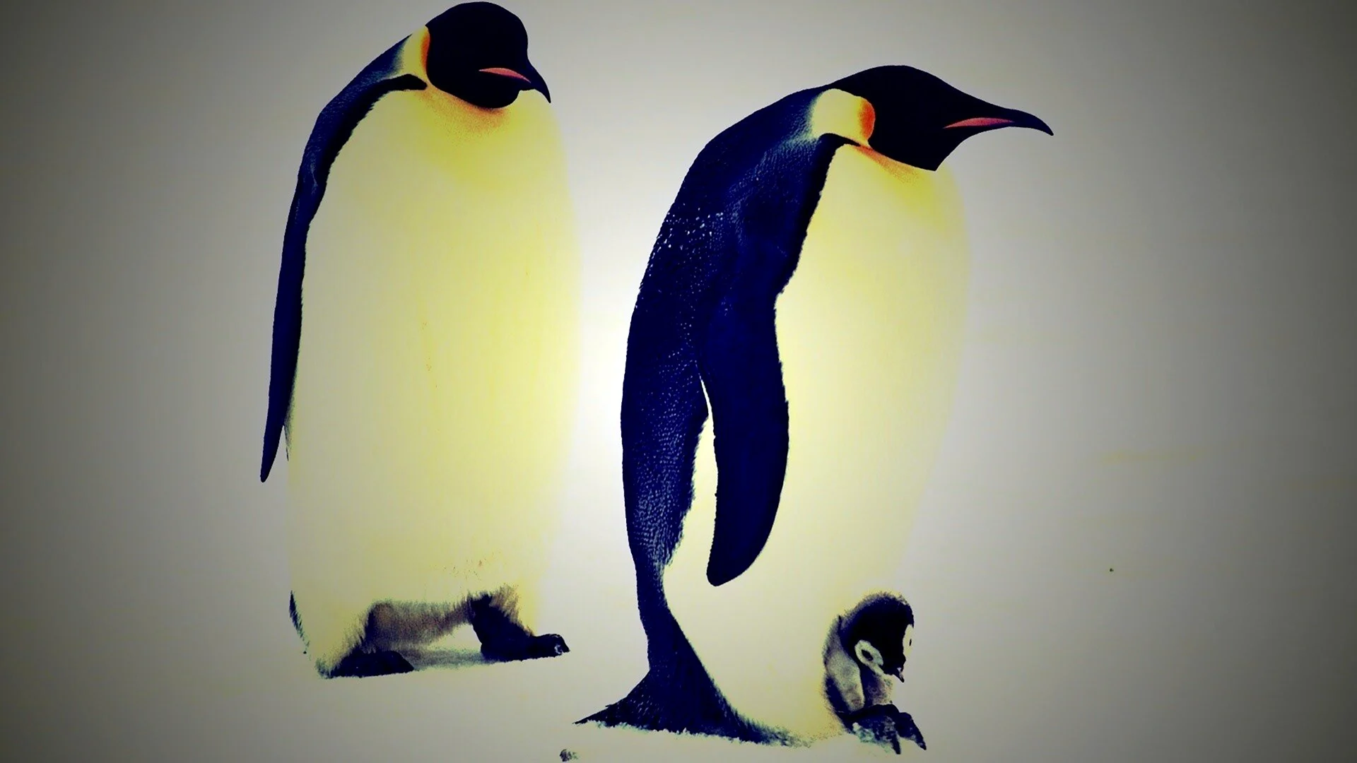 Пингвин обои на телефон