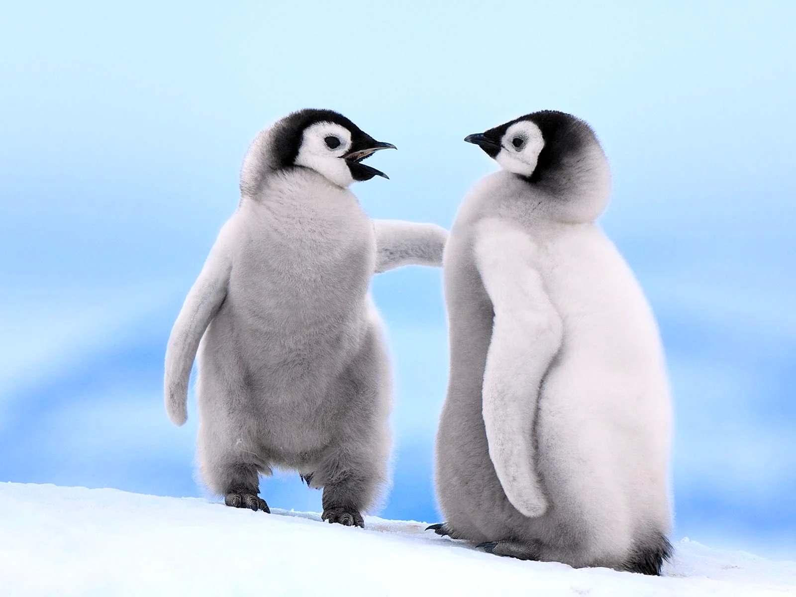 Пингвиненок Императорского пингвина