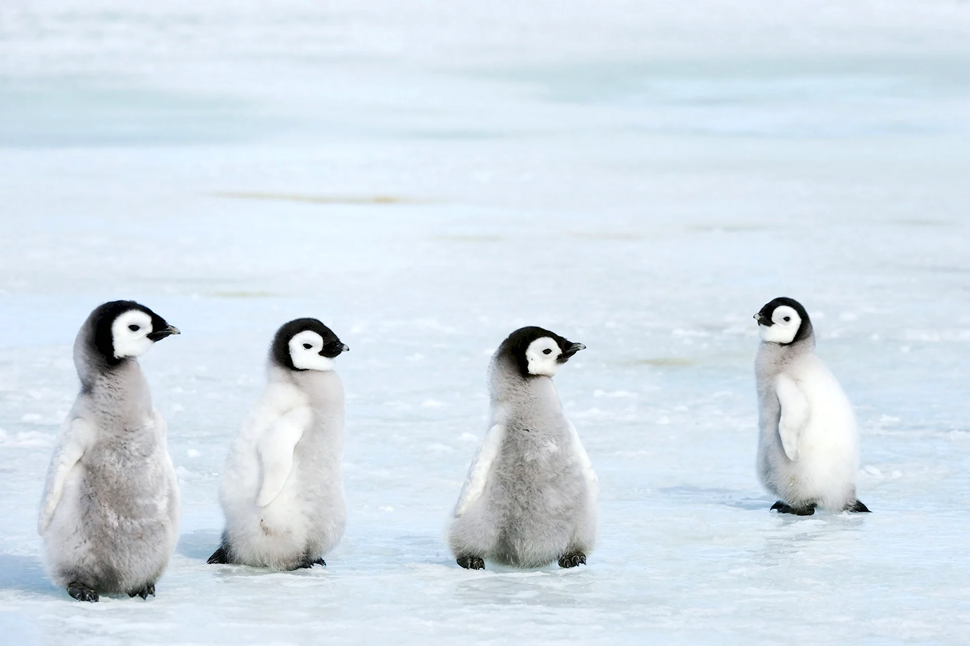 Пингвиненок среди пингвинов