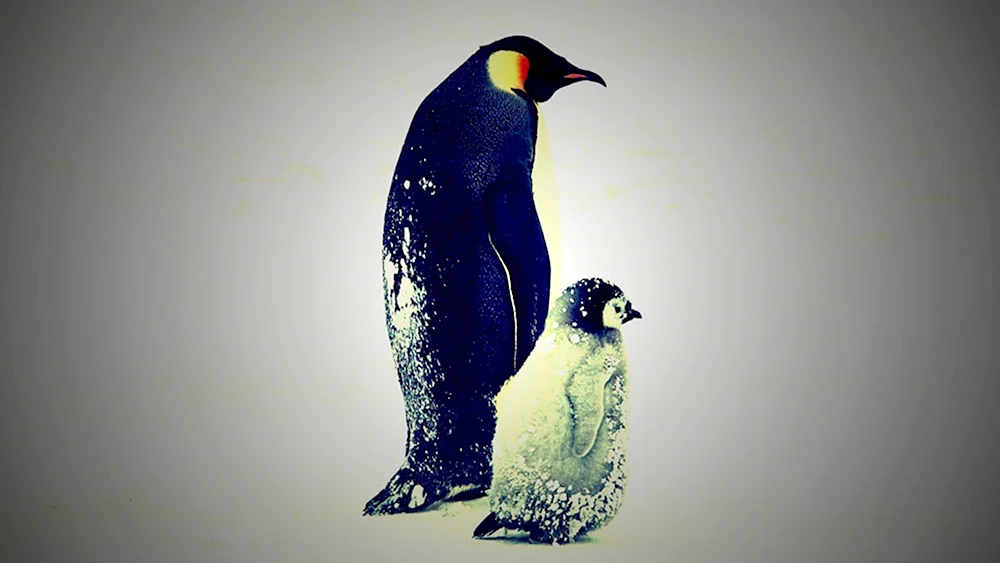 Пингвины 1920х1080
