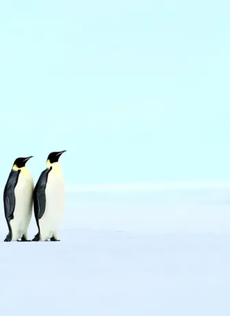 Пингвины обои