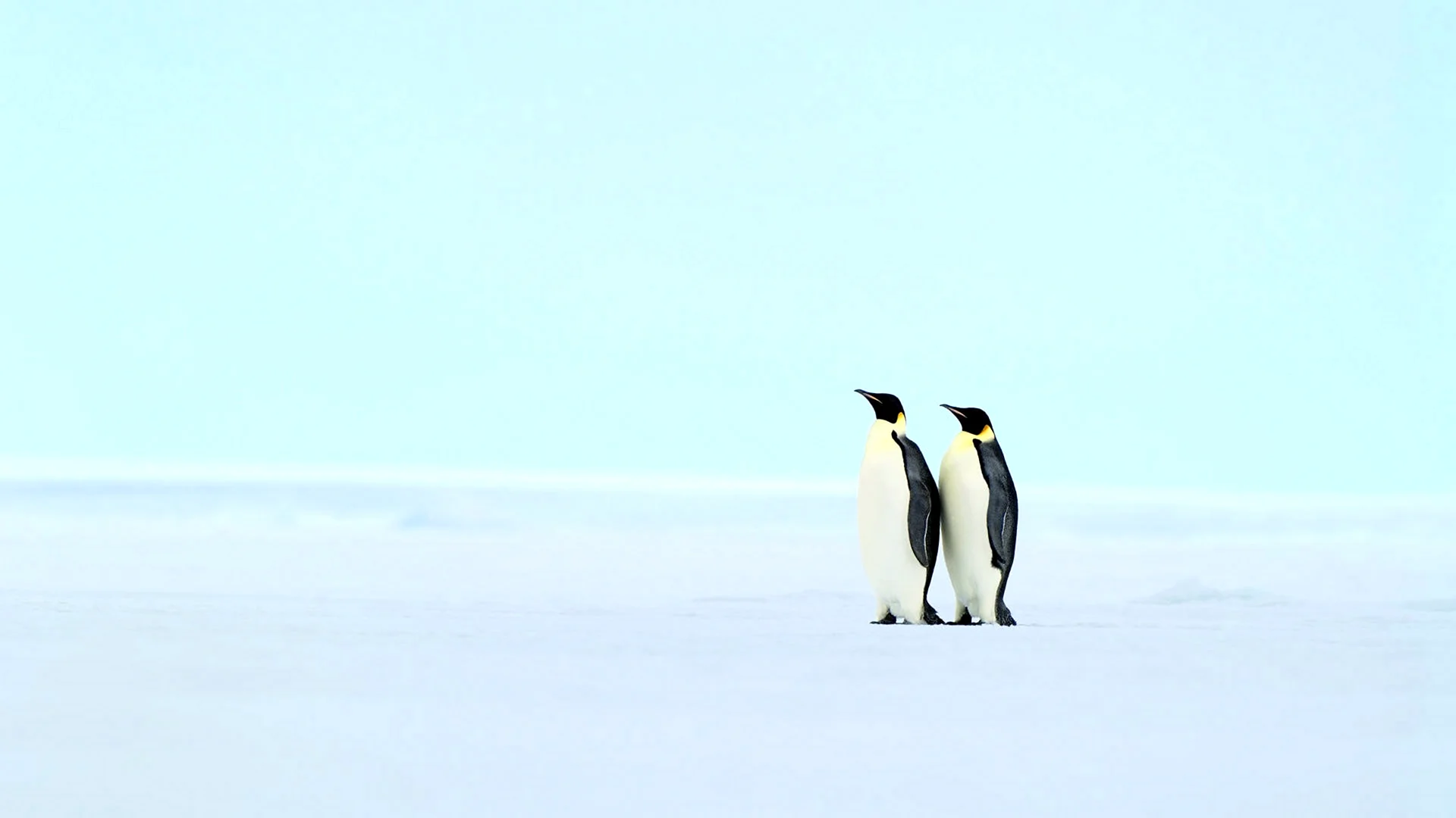Пингвины обои