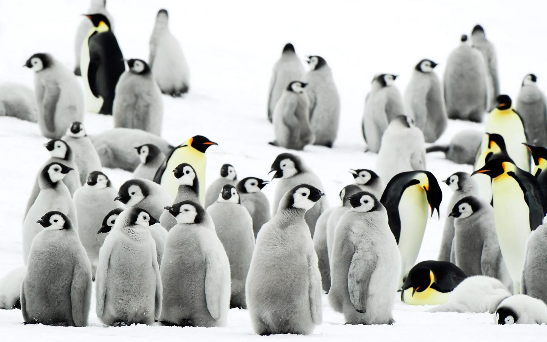 «Пингвины». Антарктида 1967. Фотограф Геннадий Копосов
