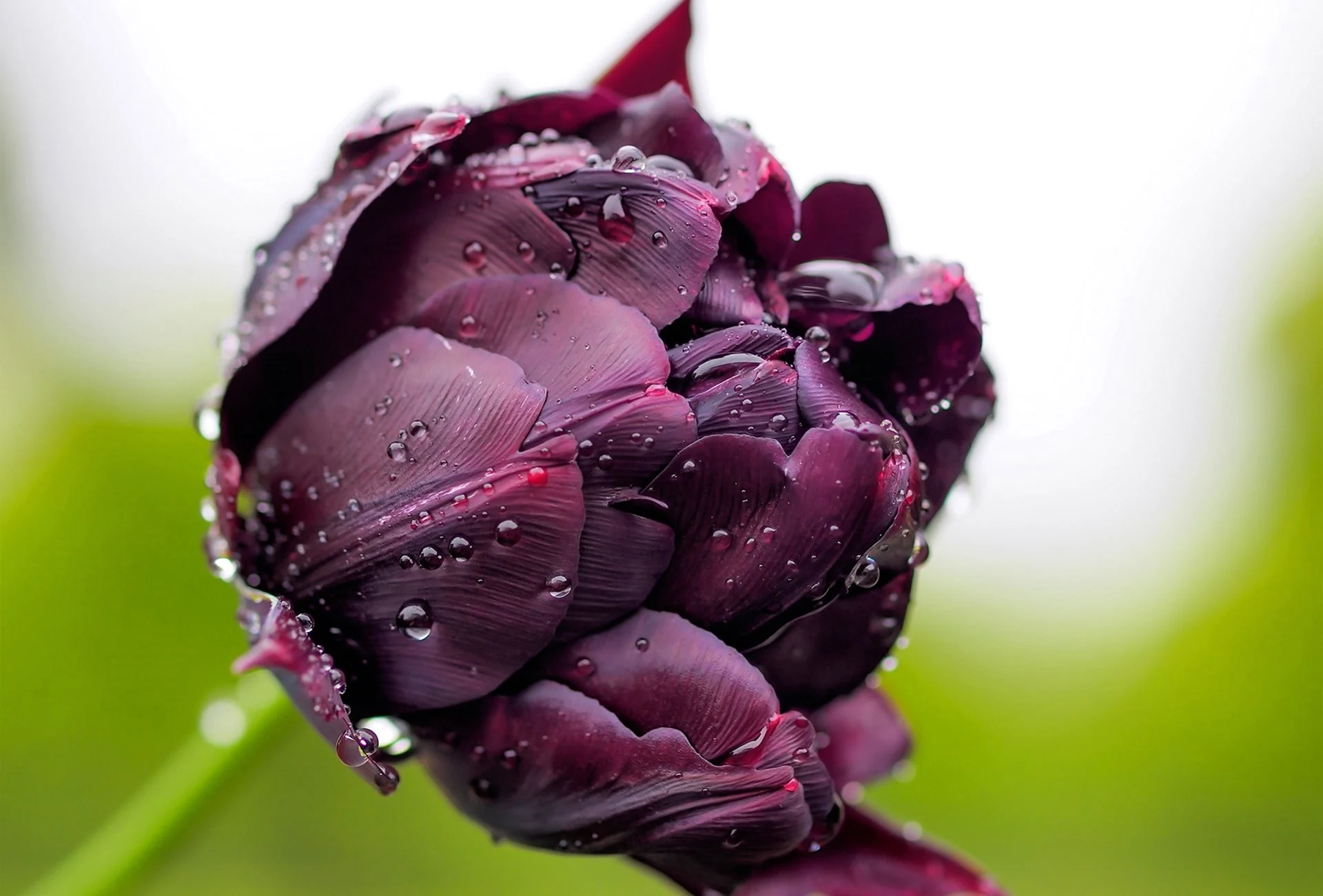 Пионовидный тюльпан темно фиолетовый
