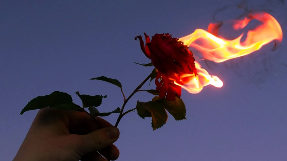 Пламенный цветок в реале
