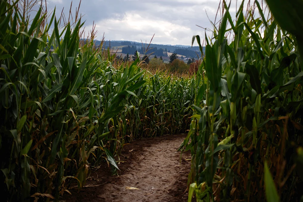 Плантации кукурузы Молдавия