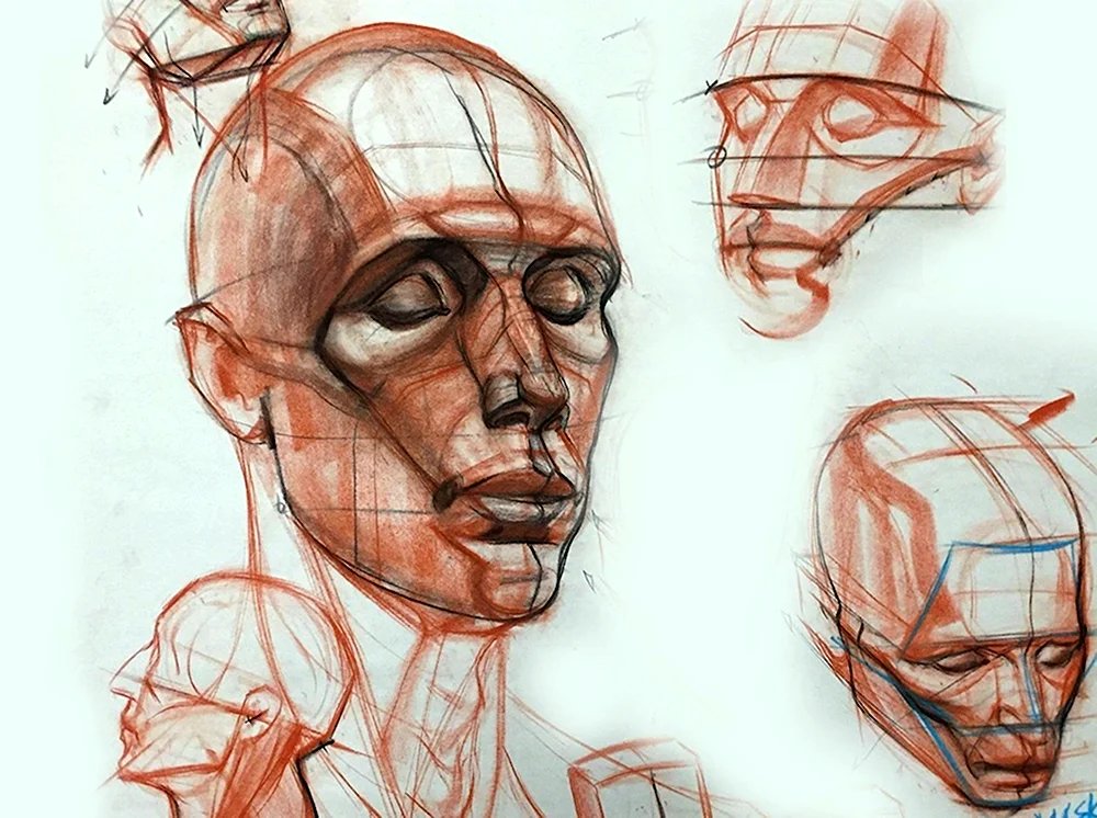 Пластическая анатомия головы