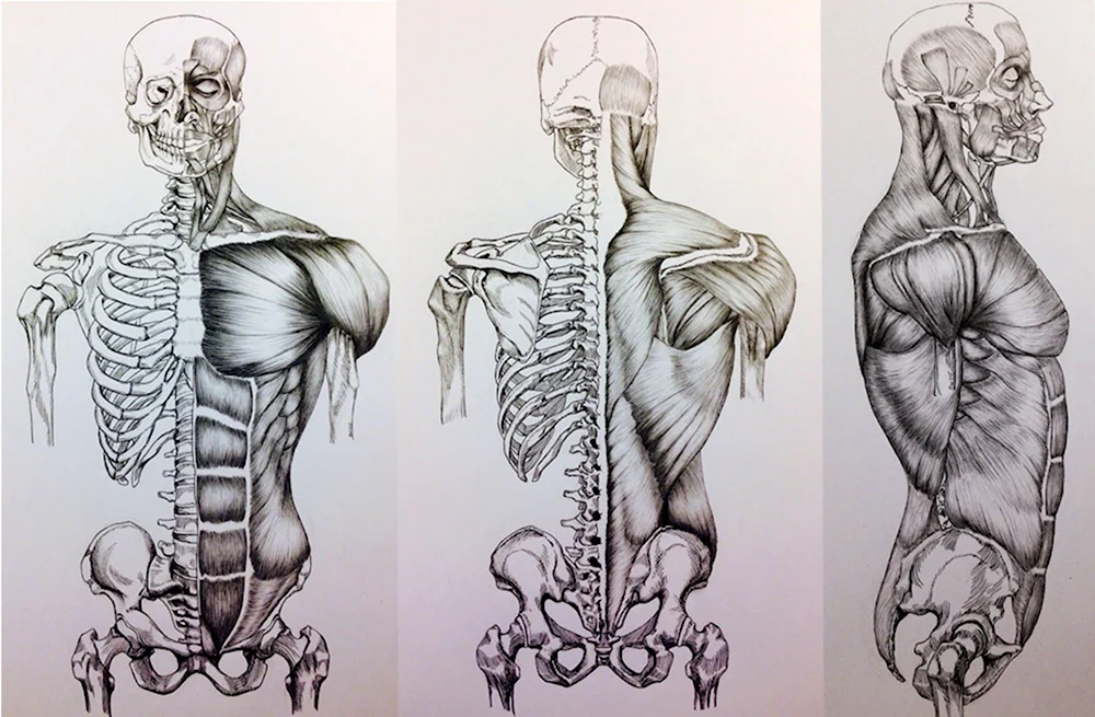 Пластическая анатомия мышцы