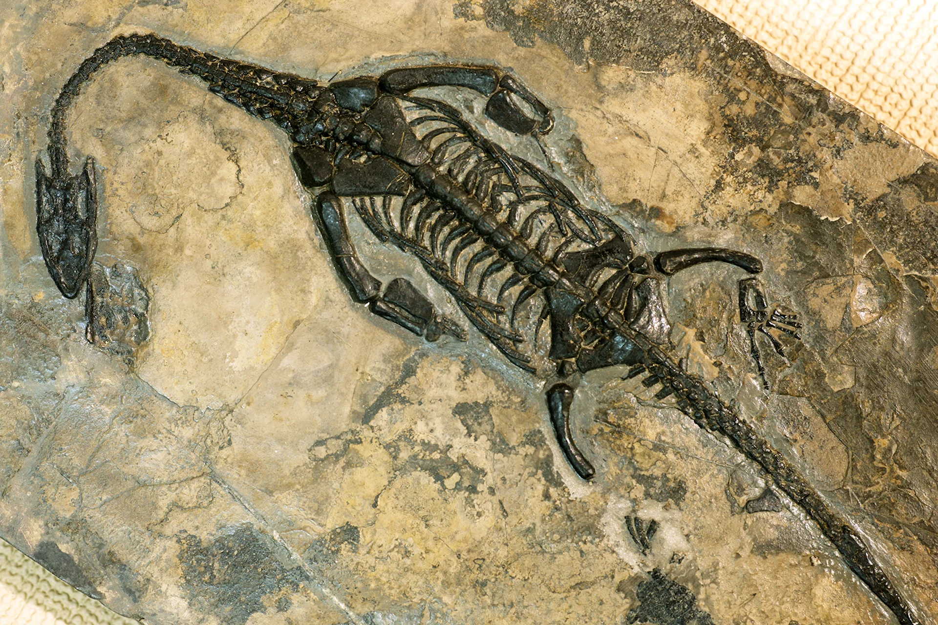 Fossil окаменелости. Палеонтологический музей Плезиозавр. Плезиозавр окаменелость. Палеонтология окаменелости.