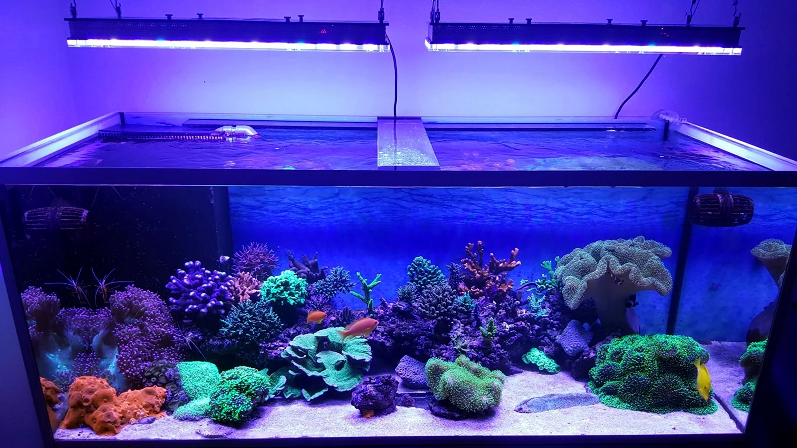 Подсветка фона аквариума