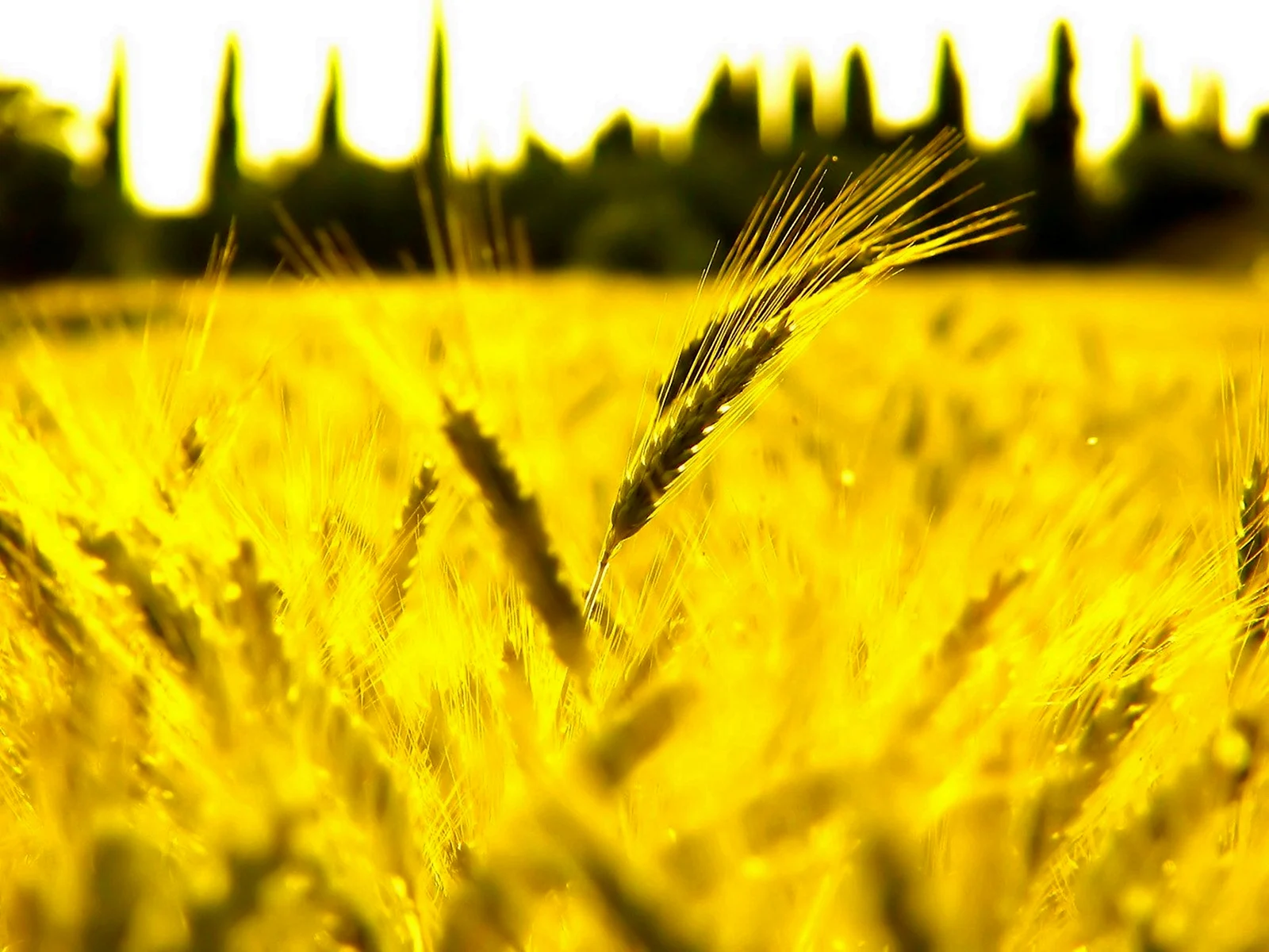 Поле пшеничное Португалия