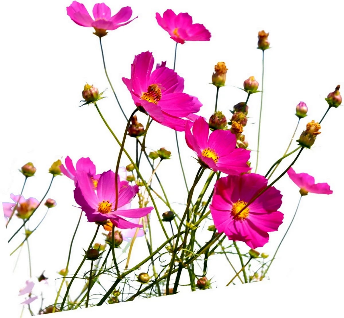 Полевые цветы на прозрачном фоне