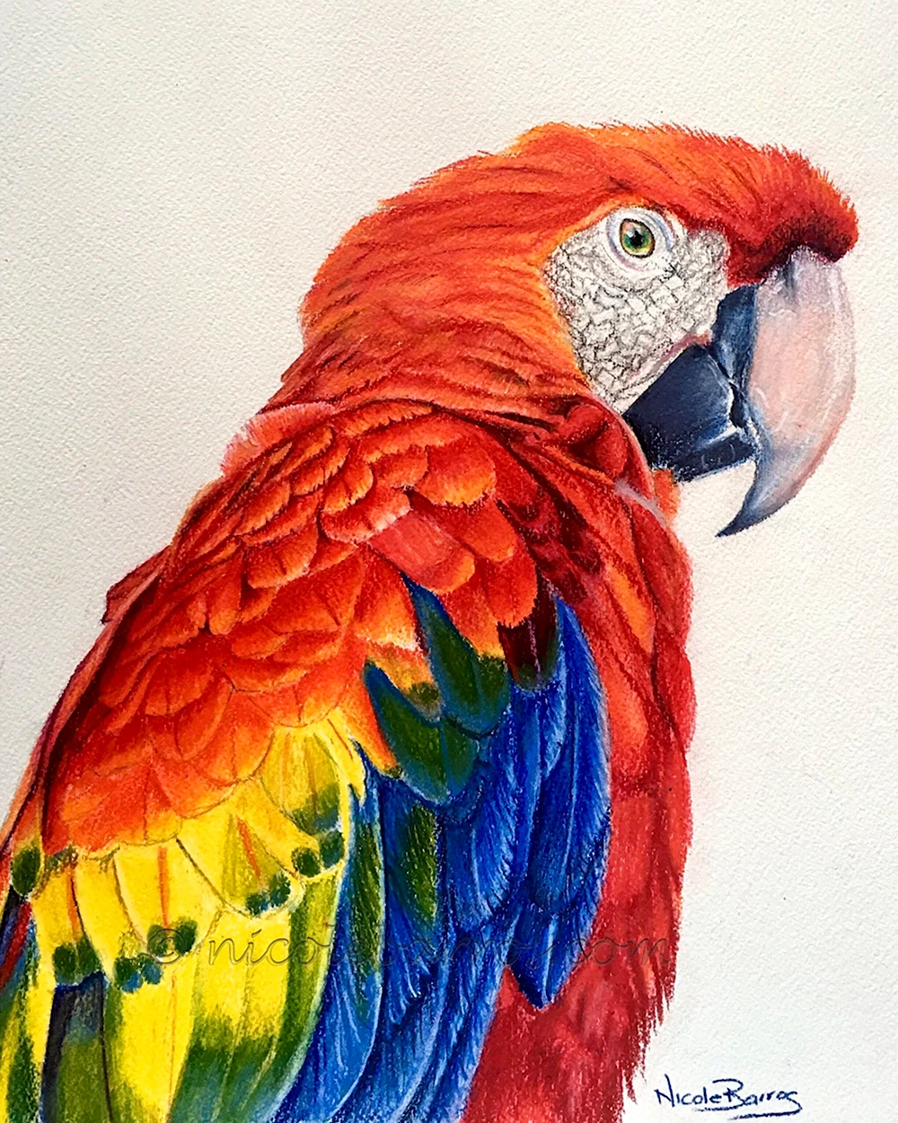 Попугай цветными карандашами