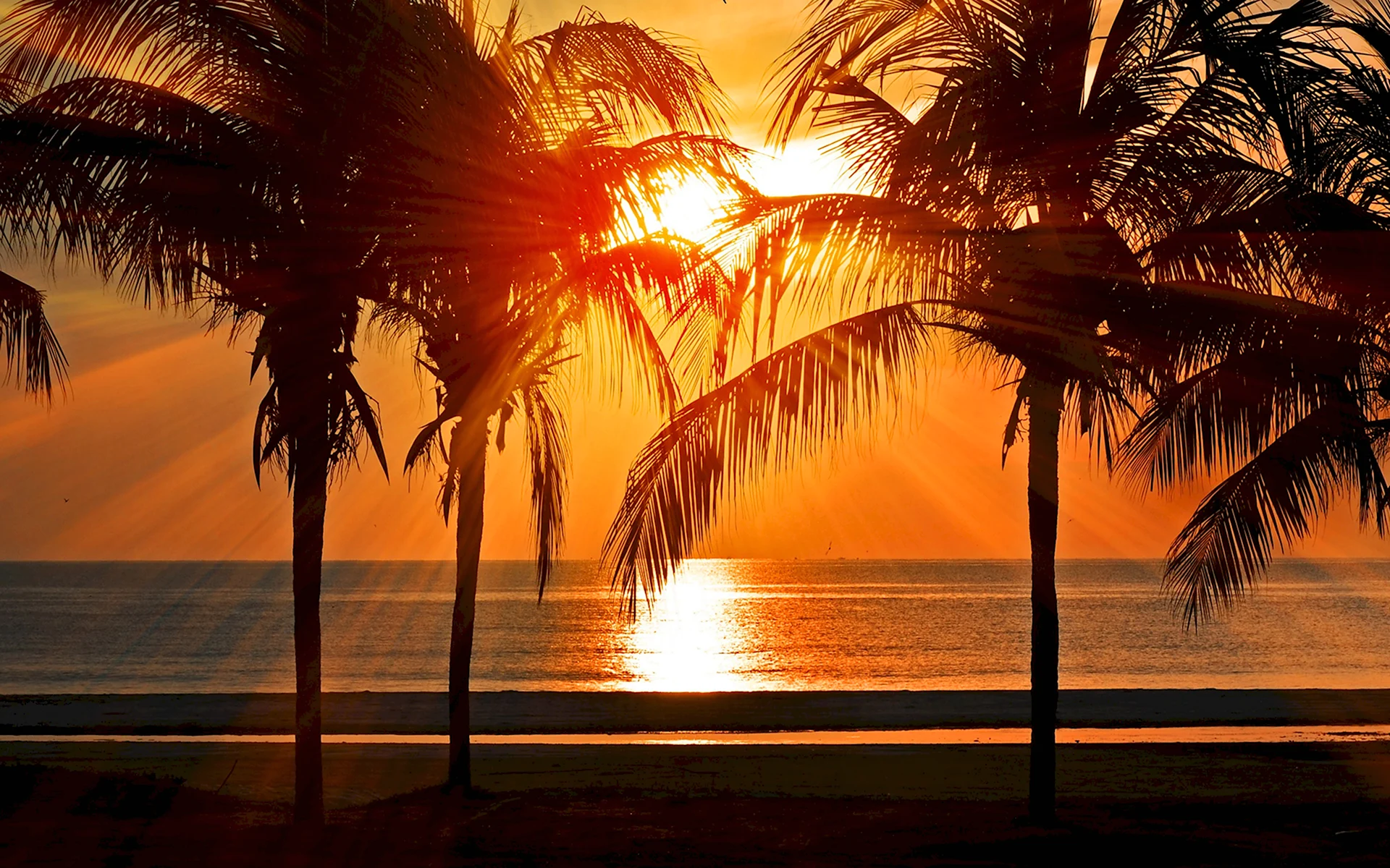 Прекрасный рассвет на фоне пальм