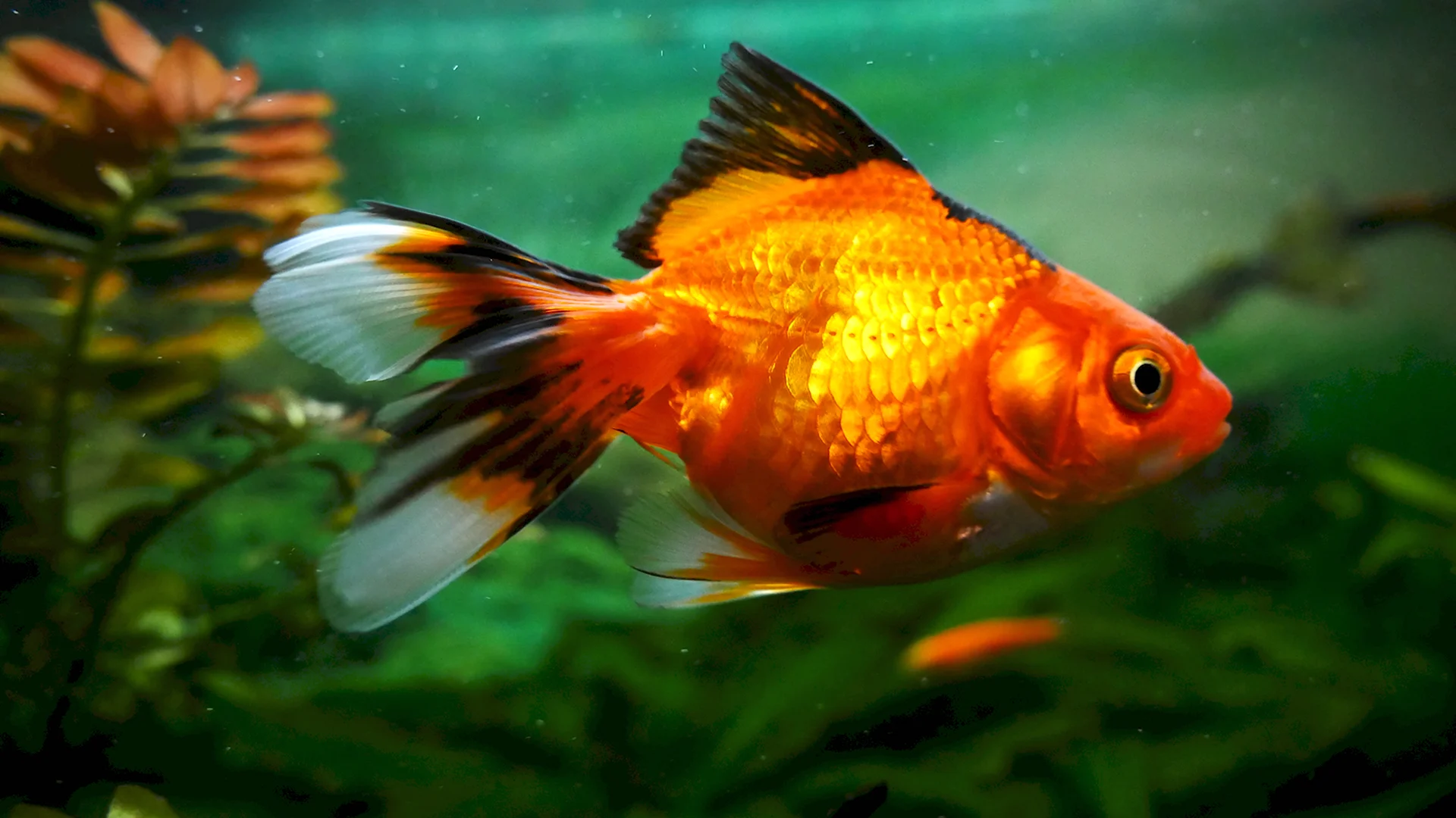 Пресноводная Золотая рыбка