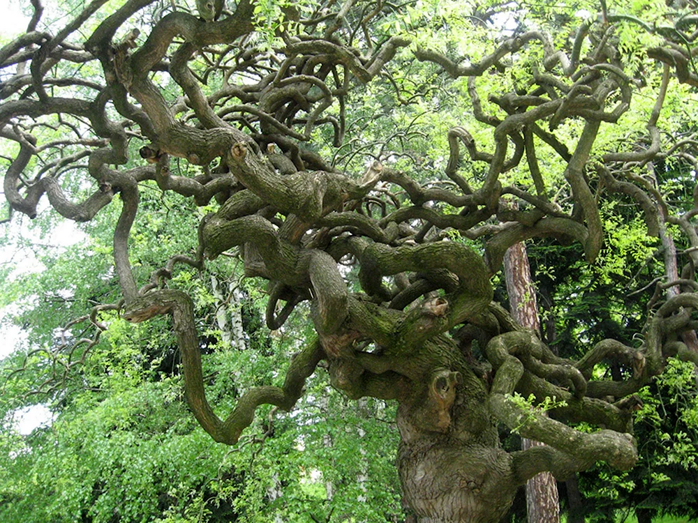 Причудливые корни деревьев