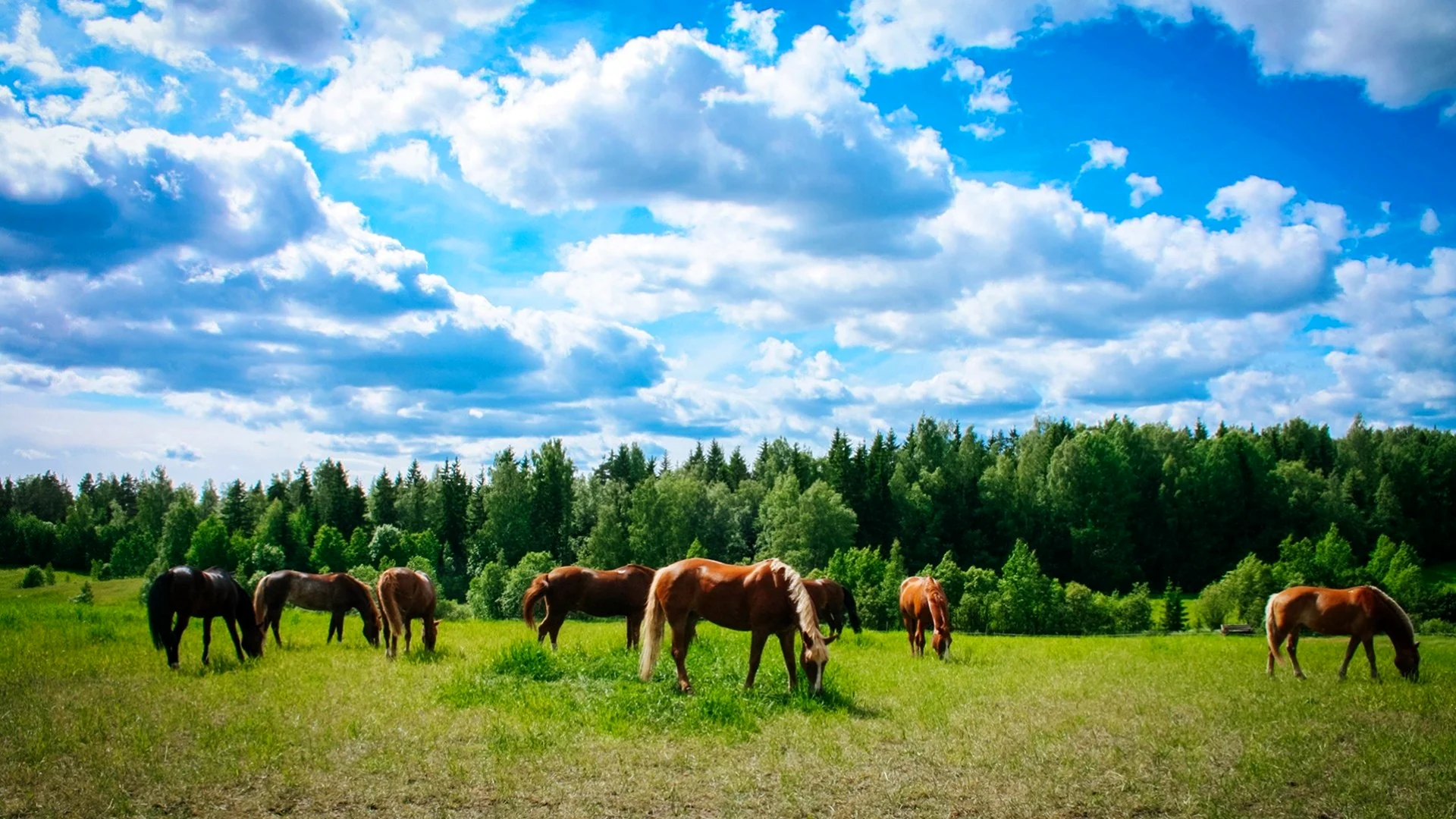 Природа Башкортостана конь скакун