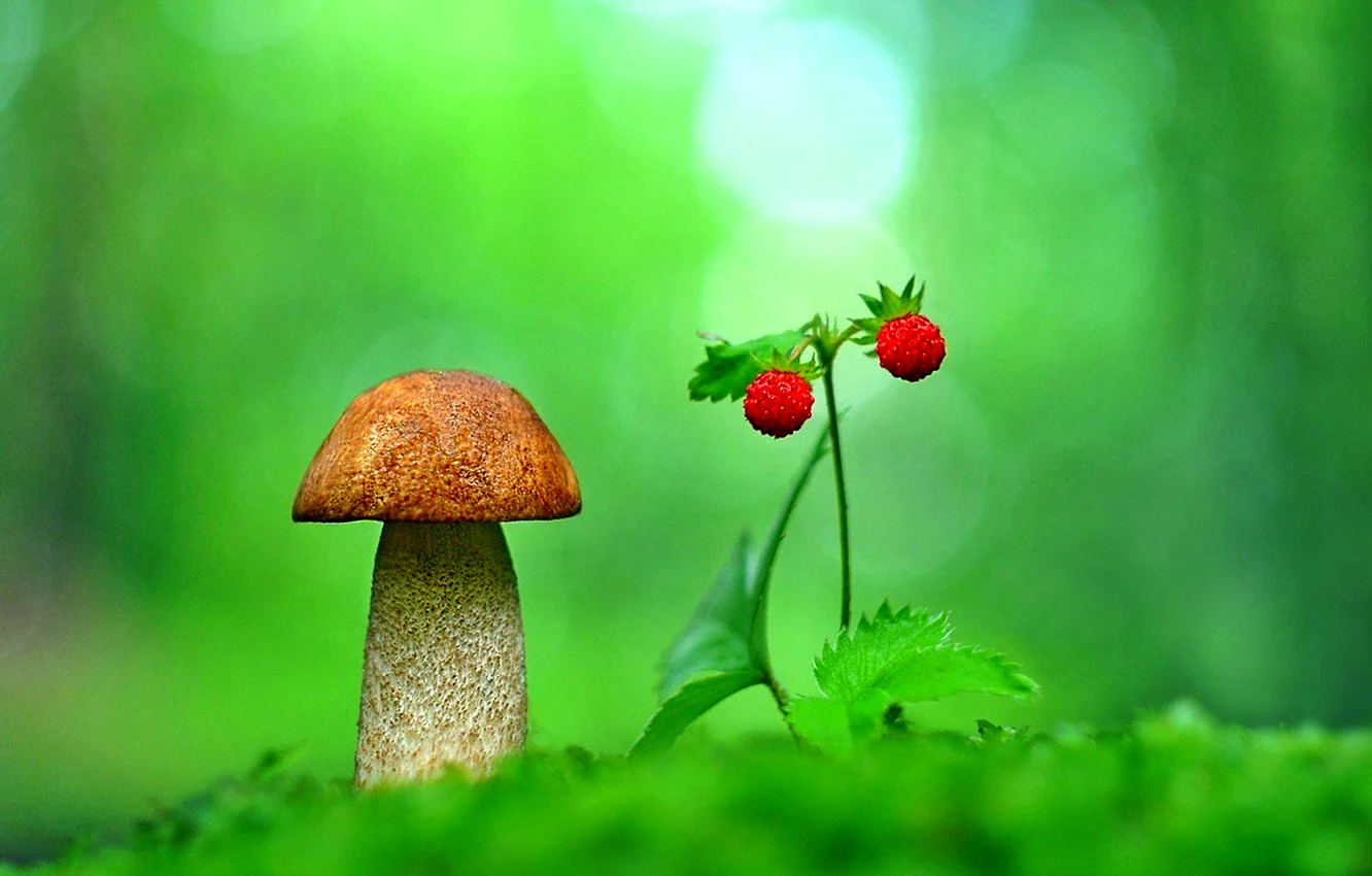 Природа грибы ягоды