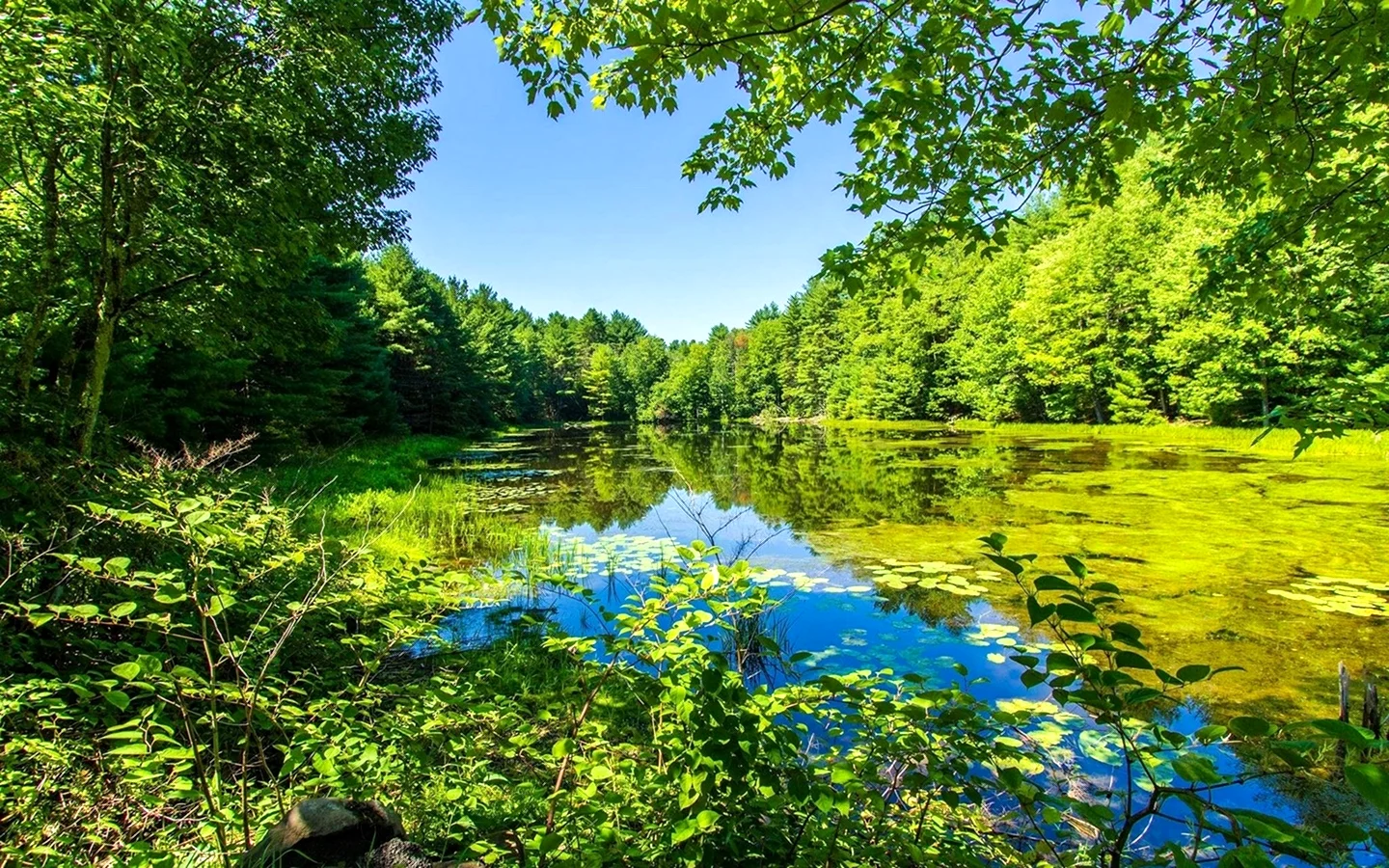 Природа лето река лес озеро