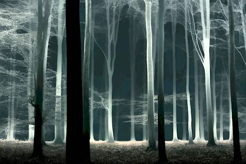 Призрачный лес