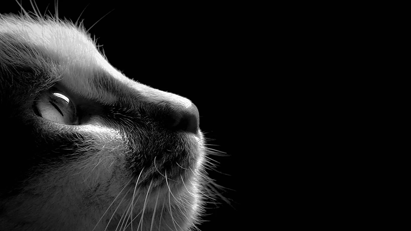 Профиль кошки на черном фоне